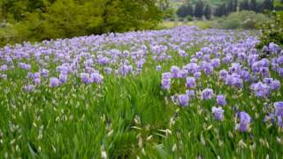 Tour alla scoperta della fioritura dell’iris nel Chianti