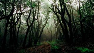 La mistica Vallombrosa e la Foresta di S.Antonio