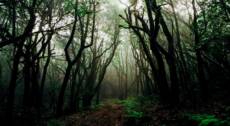 La mistica Vallombrosa e la Foresta di S.Antonio