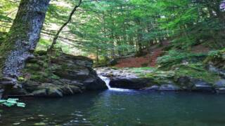 Il Bramito nel Parco Regionale dei Laghi Suviana e Brasimone