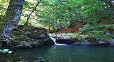 Il Bramito nel Parco Regionale dei Laghi Suviana e Brasimone