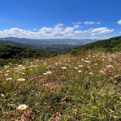 Il Foliage del Mirtillo