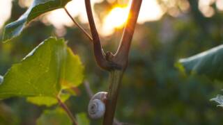 Cibodimezzo incontra il Montenetto in città