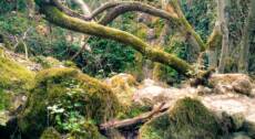 Verdi pianori e tesori al crepuscolo – Escursione nel Bosco di Aglisotto