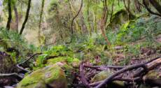 Il Bosco del Cappelliere, riserva di caccia borbonica