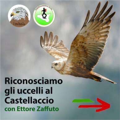 Attività ornitologica interattiva nella Sala De Gregorio al Castellaccio