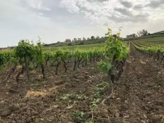 Trekking tra bagli e vigne delle tenute Chiarelli Rossotti
