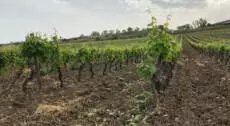 Trekking tra bagli e vigne delle tenute Chiarelli Rossotti