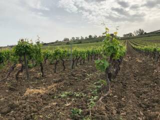 Trekking tra bagli e vigne delle tenute Chiarelli Rossotti con visita al Castello di Calatubo