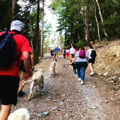 passeggiate a 6 zampe (passeggiate cinofile) – Aprica sentiero bosco gentile