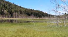 Dog Trekking presso la Riserva Naturale Pian di Gembro – sabato 1 AGOSTO 2026