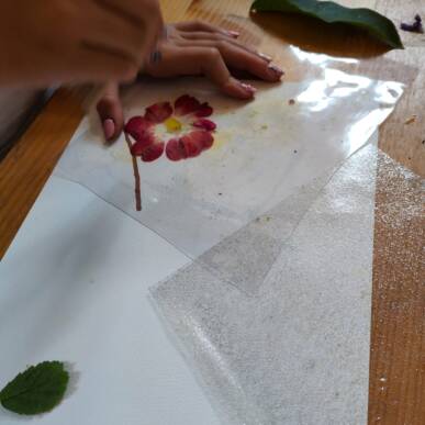 quadretti di fiori e piante