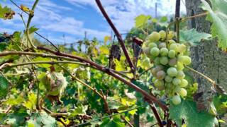 Degustibus Show Thanks Giving edition – serata dedicate alla passione per il vino e improvvisazione teatrale 27/11 Podere La Botta