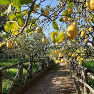 Sorrento Experience: Heritage Walk, Sea Views & Lemon Tour