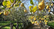 Sorrento Experience: Heritage Walk, Sea Views & Lemon Tour