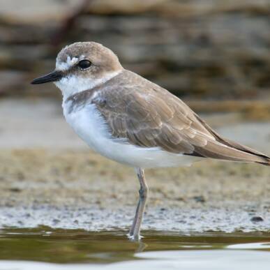 Inaugurazione dell’Oasi del Fratino e della Passera di Mare