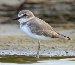 Inaugurazione dell’Oasi del Fratino e della Passera di Mare