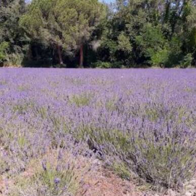 I racconti della lavanda