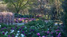 Sognando Monet: luci, colori e sfumature delle peonie in fiore!