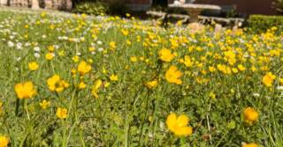 Bridgerton Tea Party