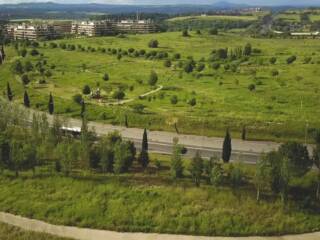 Piante spontanee al Parco delle Sabine