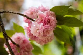 HANAMI Orto Botanico | 6 aprile 2026