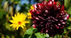 Giardininvaso | 2 ottobre