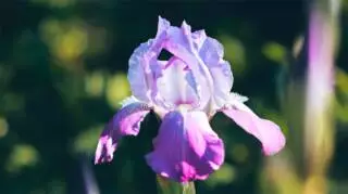Giardininvaso | 3 ottobre