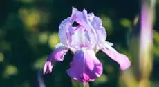Giardininvaso | 3 ottobre