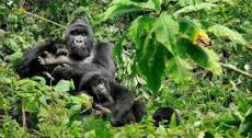 8-days Uganda – Chimps, Gorillas & Lions