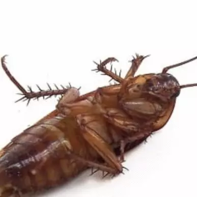 METAMORPHOSIS
